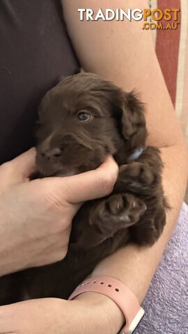 Border Collie X Medium Groodle - Bordoodly Puppies