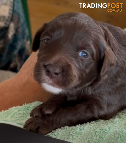 Border Collie X Medium Groodle - Bordoodly Puppies