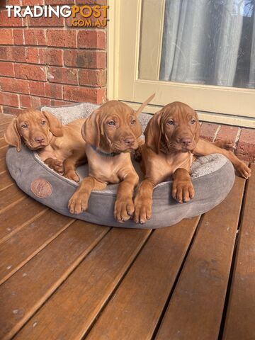 Hungarian Vizsla Puppies for sale