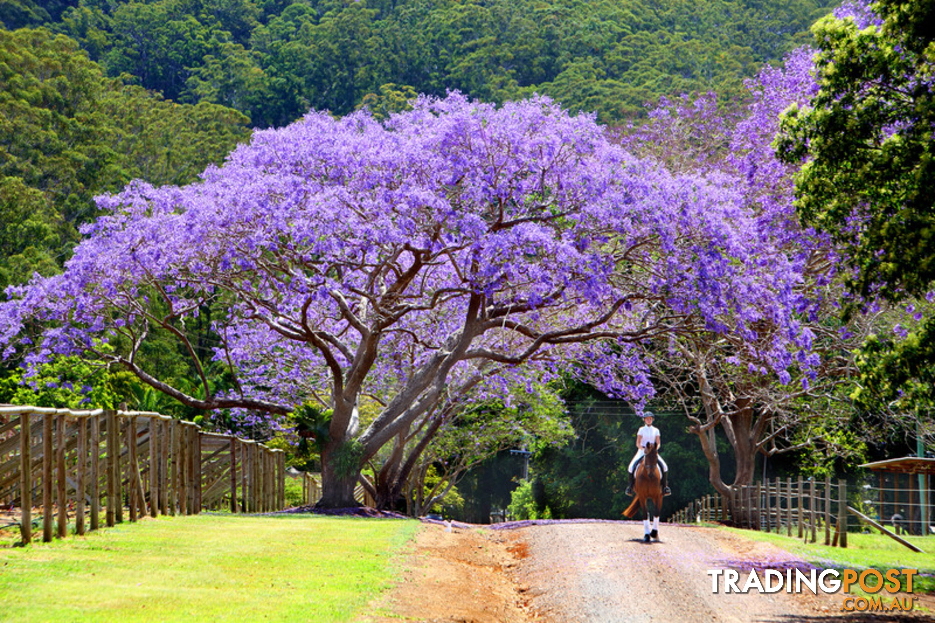 53 Shrapnel Road COOLOOLABIN QLD 4560