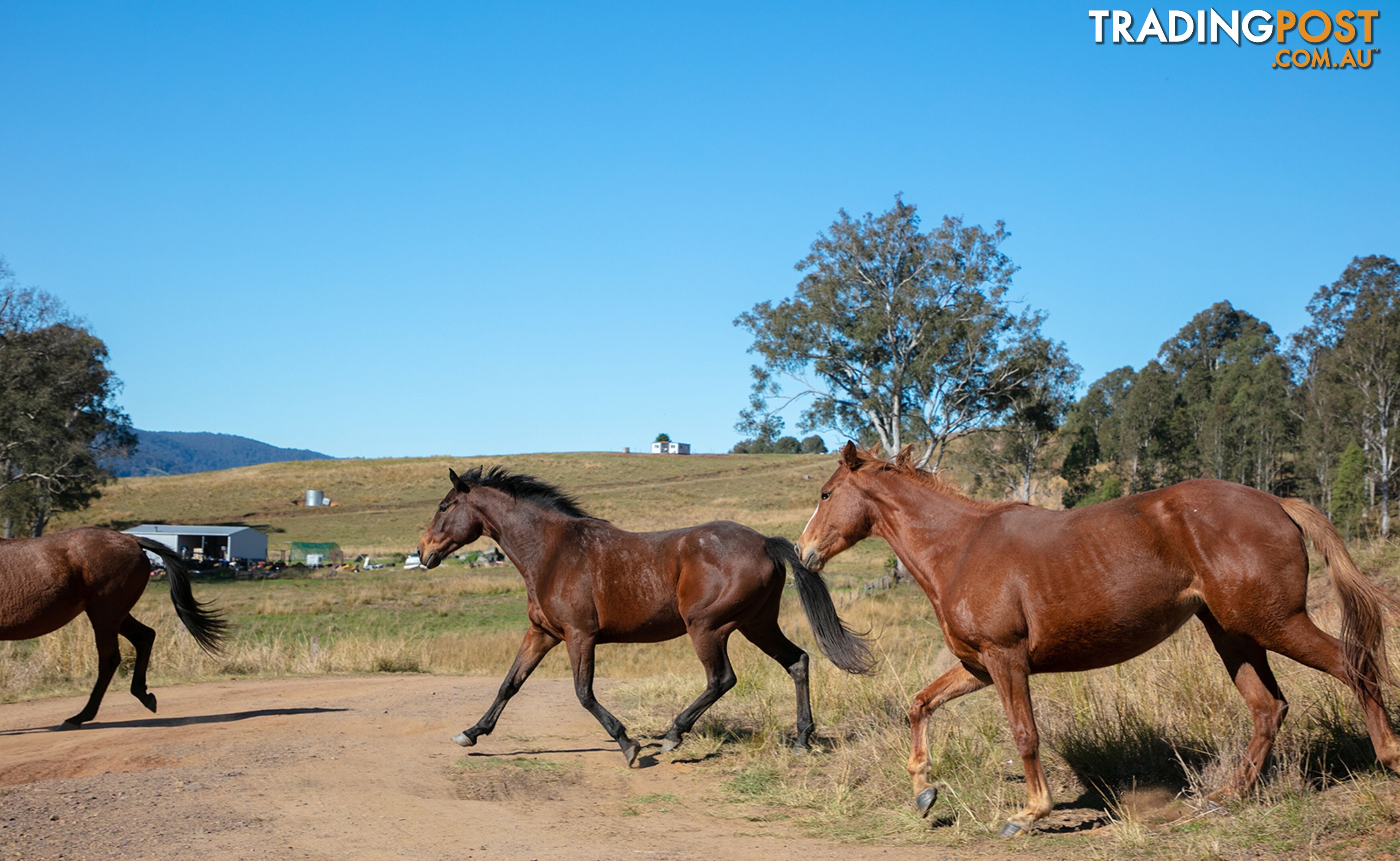 61 Dr Page Road Conondale QLD 4552