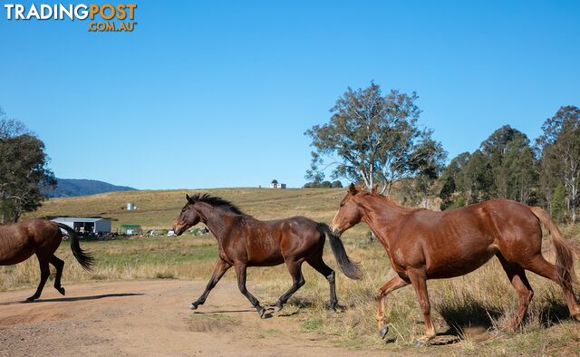 61 Dr Page Road Conondale QLD 4552