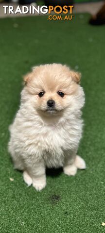 Pure-bred Pomeranian puppies