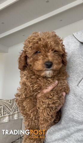 LAST ONE - CAVOODLE PUPPY