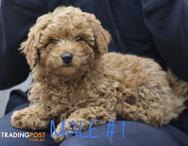 CUTE AND CUDDLY CAVOODLE PUPPIES