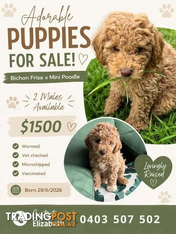 Bicheno Frise x Mini Poodle 11 weeks old