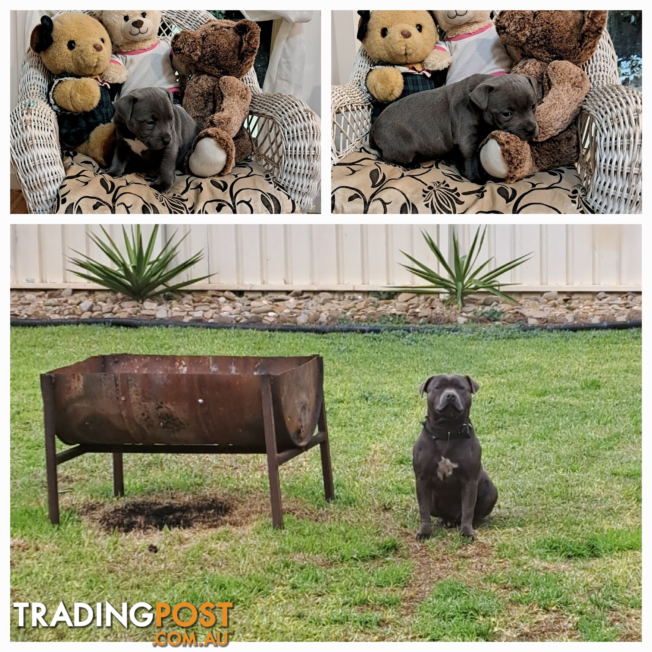 Blue english staffy puppies