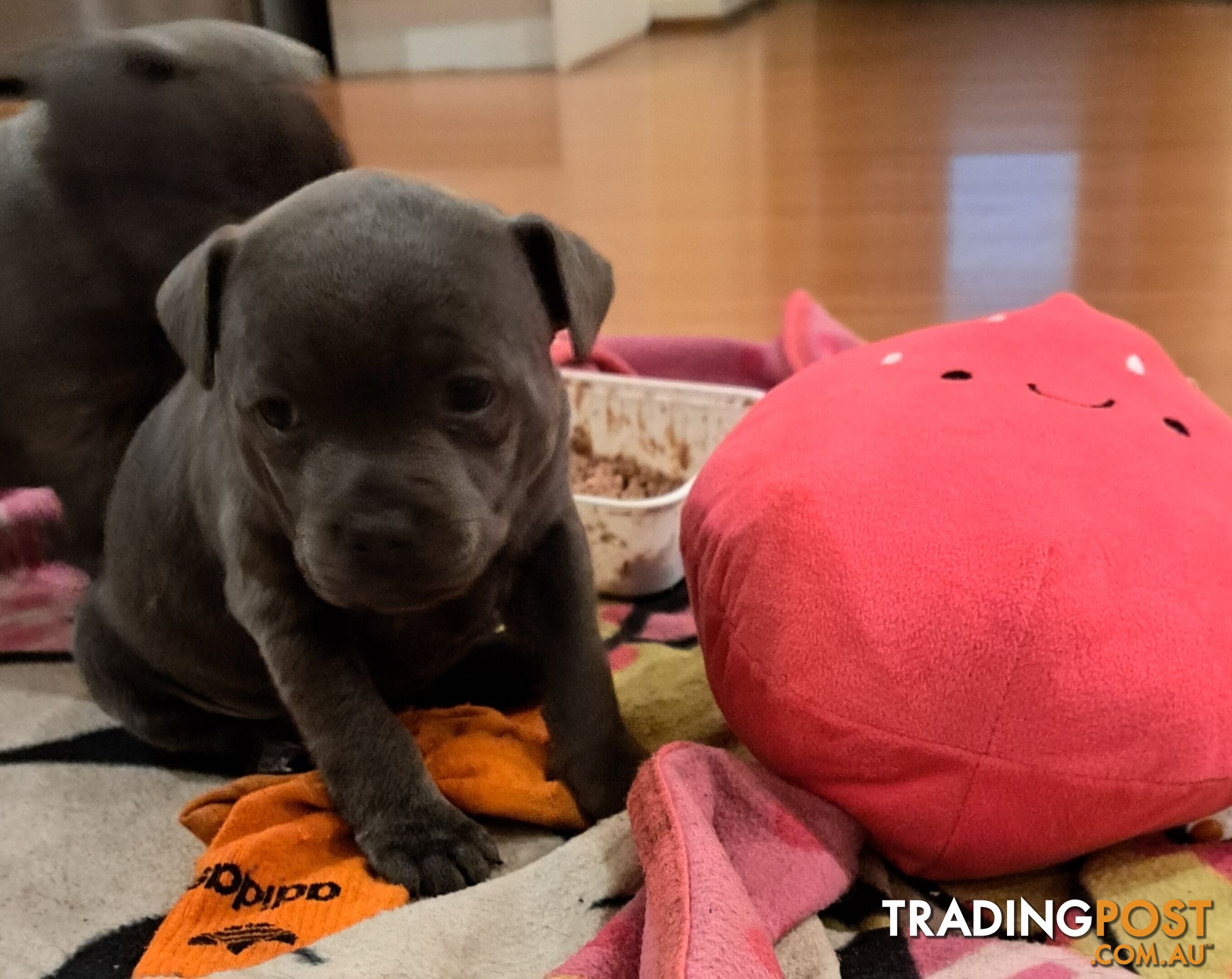 Blue english staffy puppies