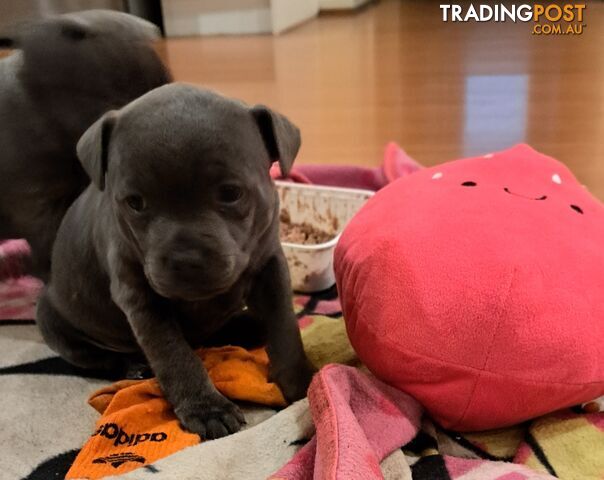 Blue english staffy puppies