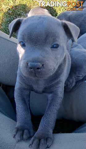 Blue english staffy puppies