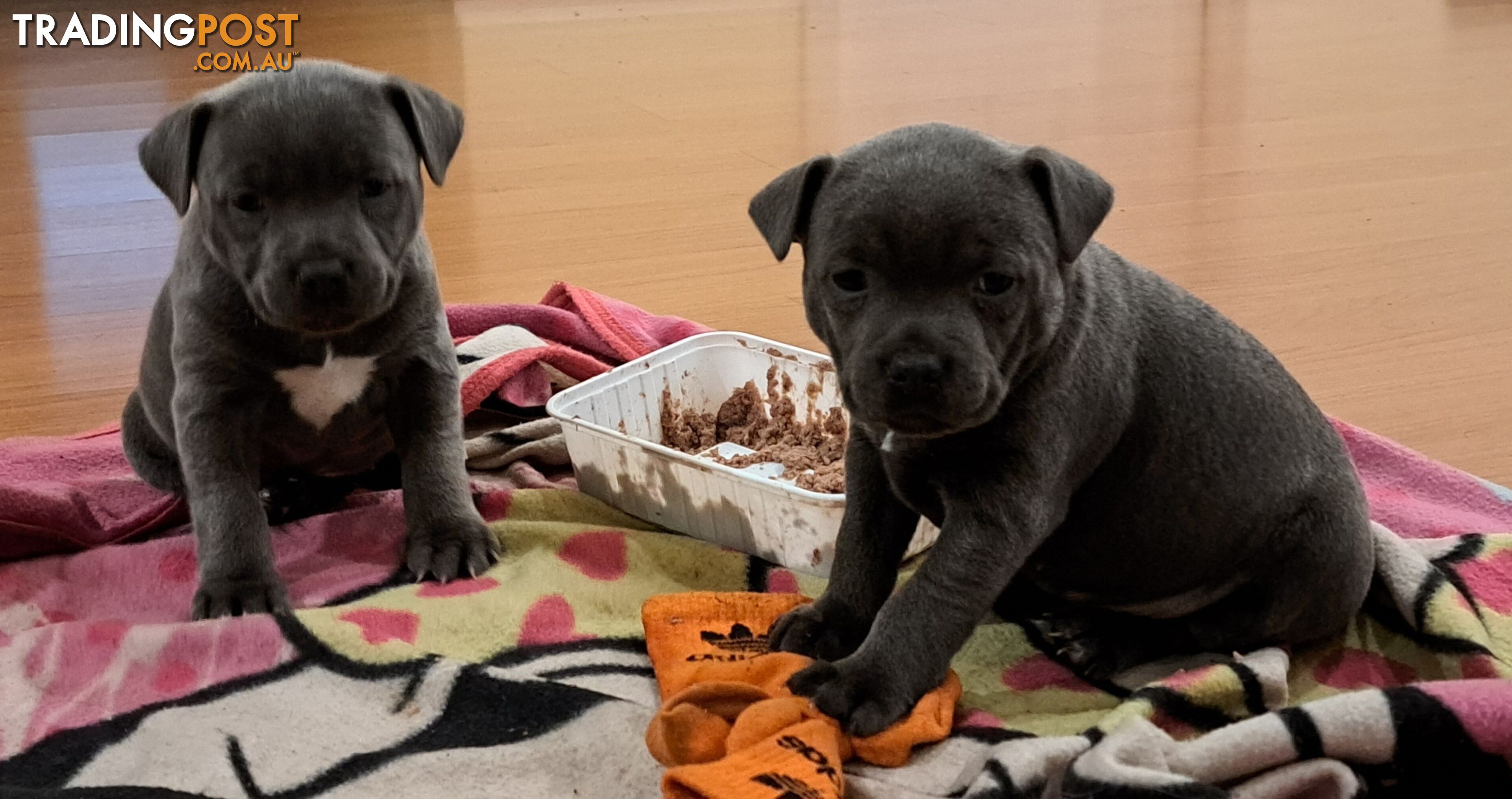 Blue english staffy puppies