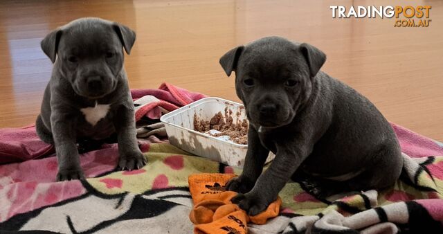 Blue english staffy puppies