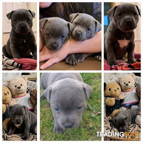 Blue english staffy puppies