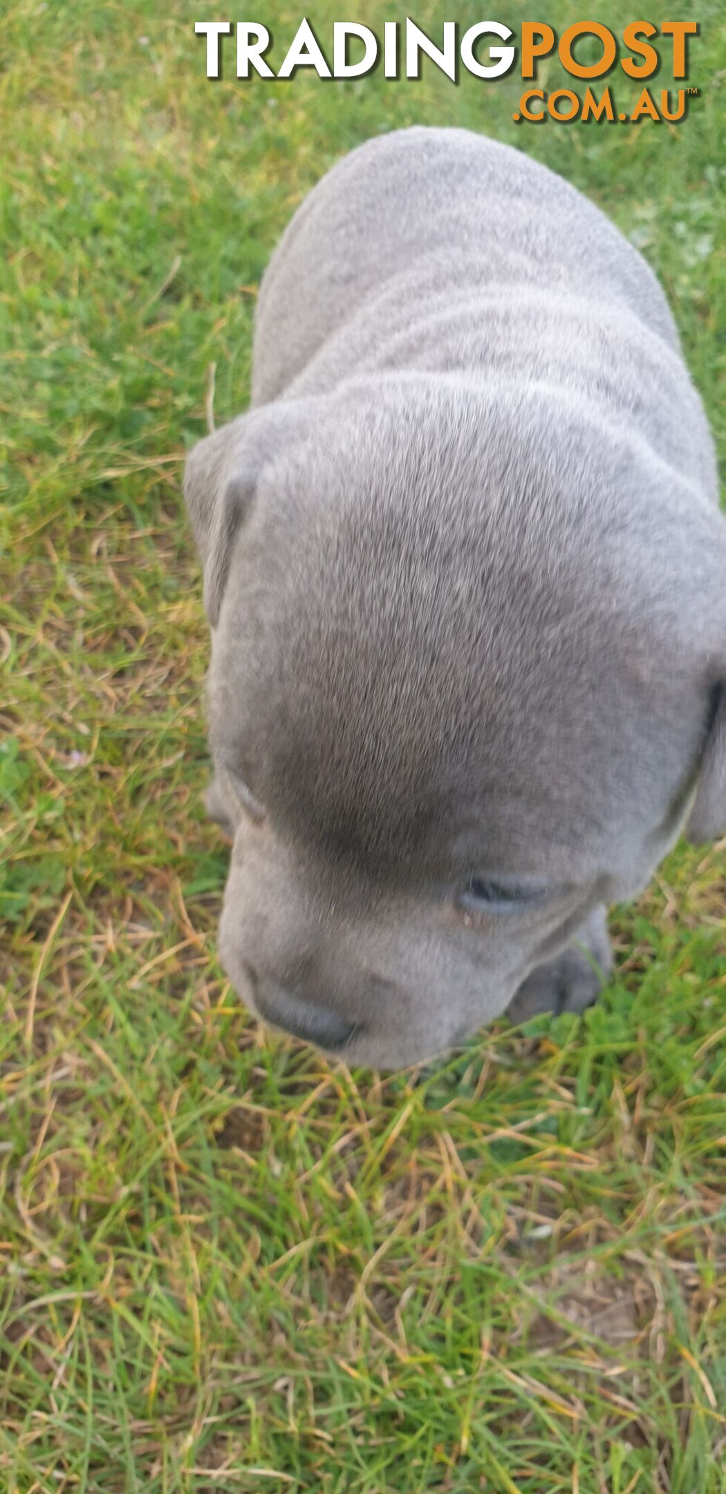 Blue english staffy puppies