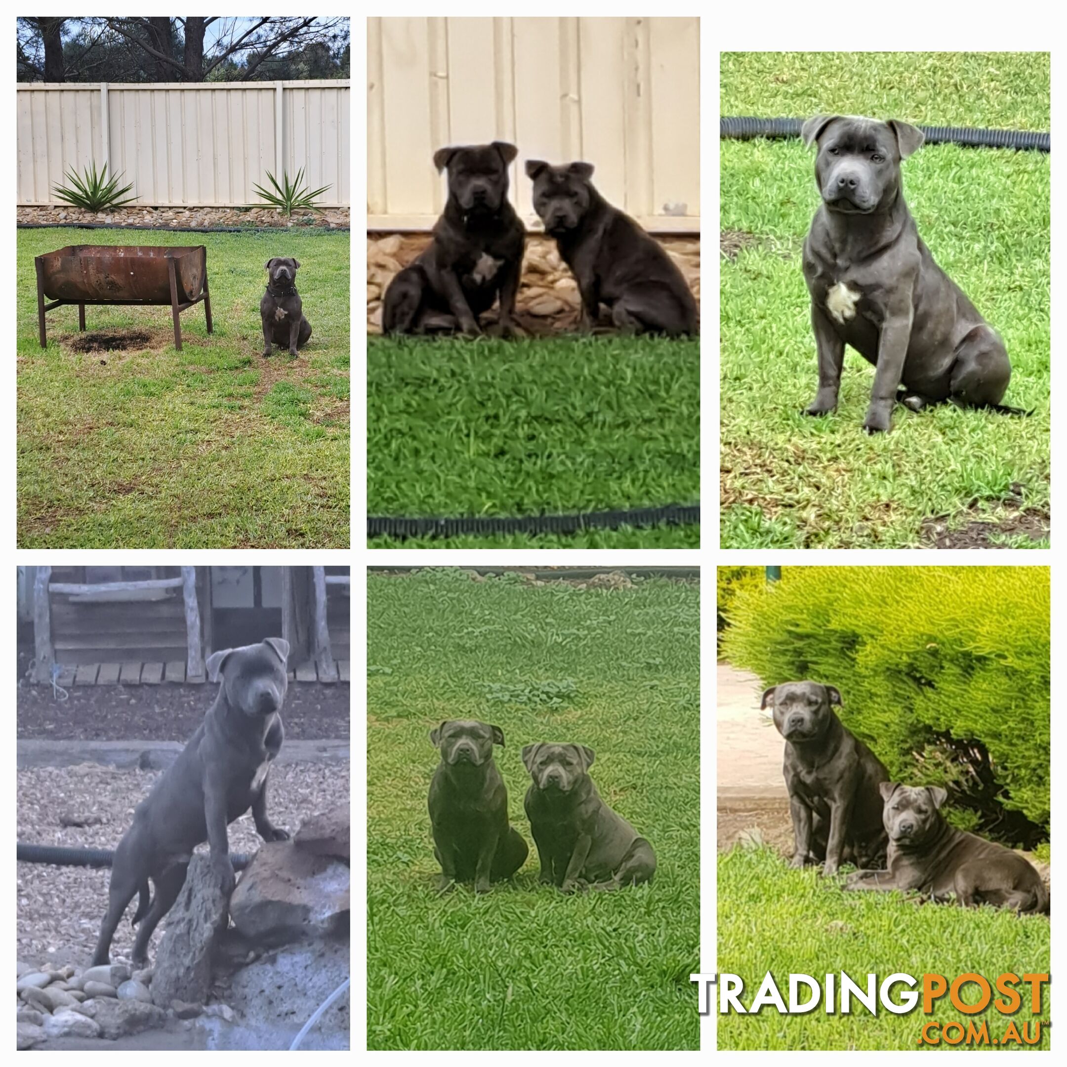 Blue english staffy puppies