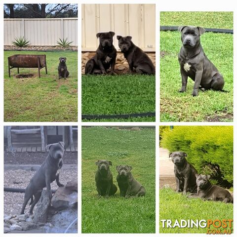 Blue english staffy puppies