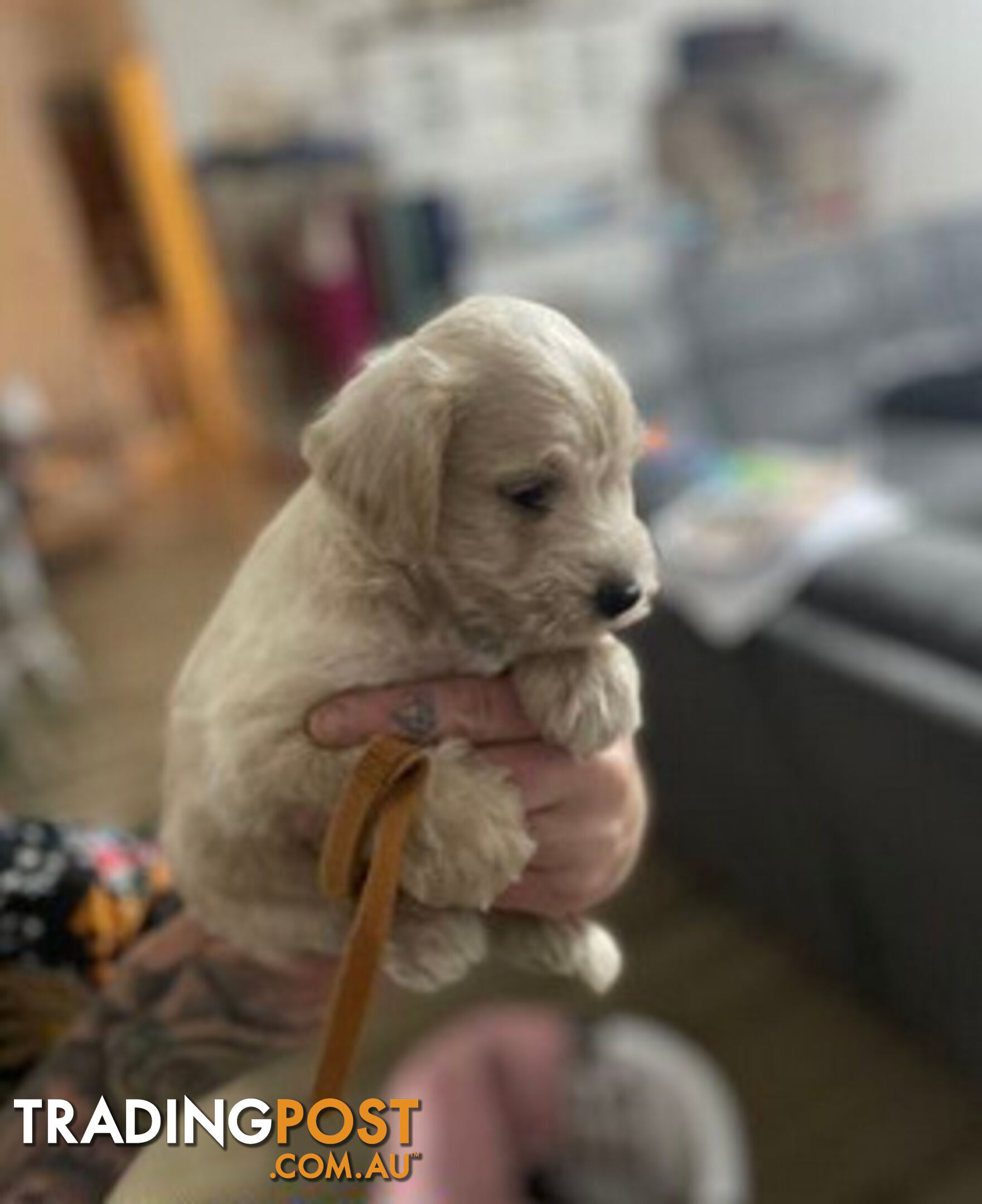 Schnoodles (only 7 weeks old)