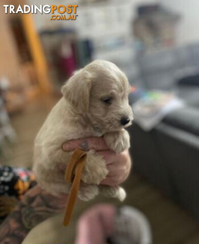 Schnoodles (only 7 weeks old)