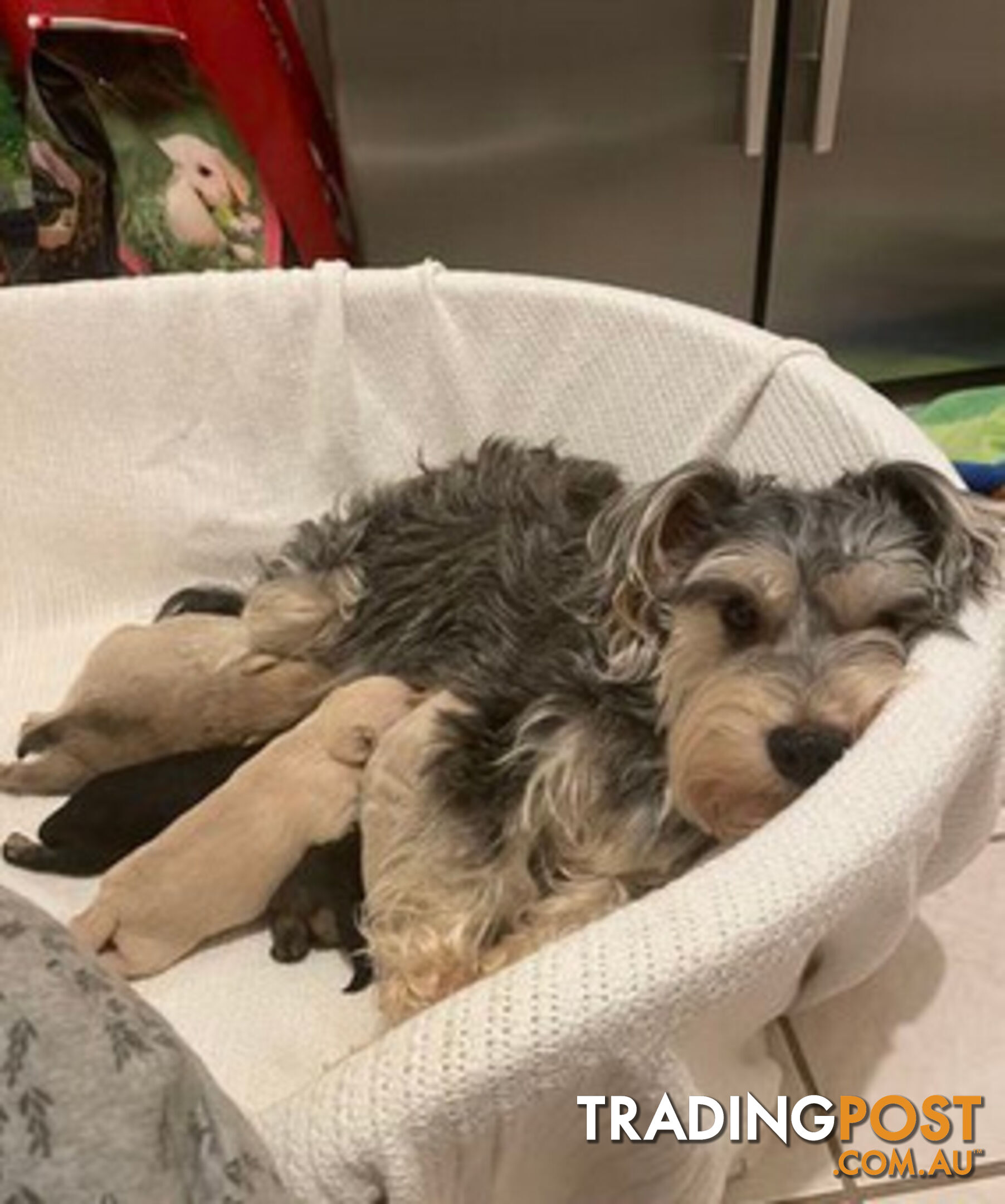 Schnoodles (only 7 weeks old)