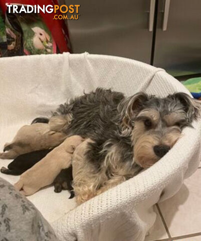 Schnoodles (only 7 weeks old)