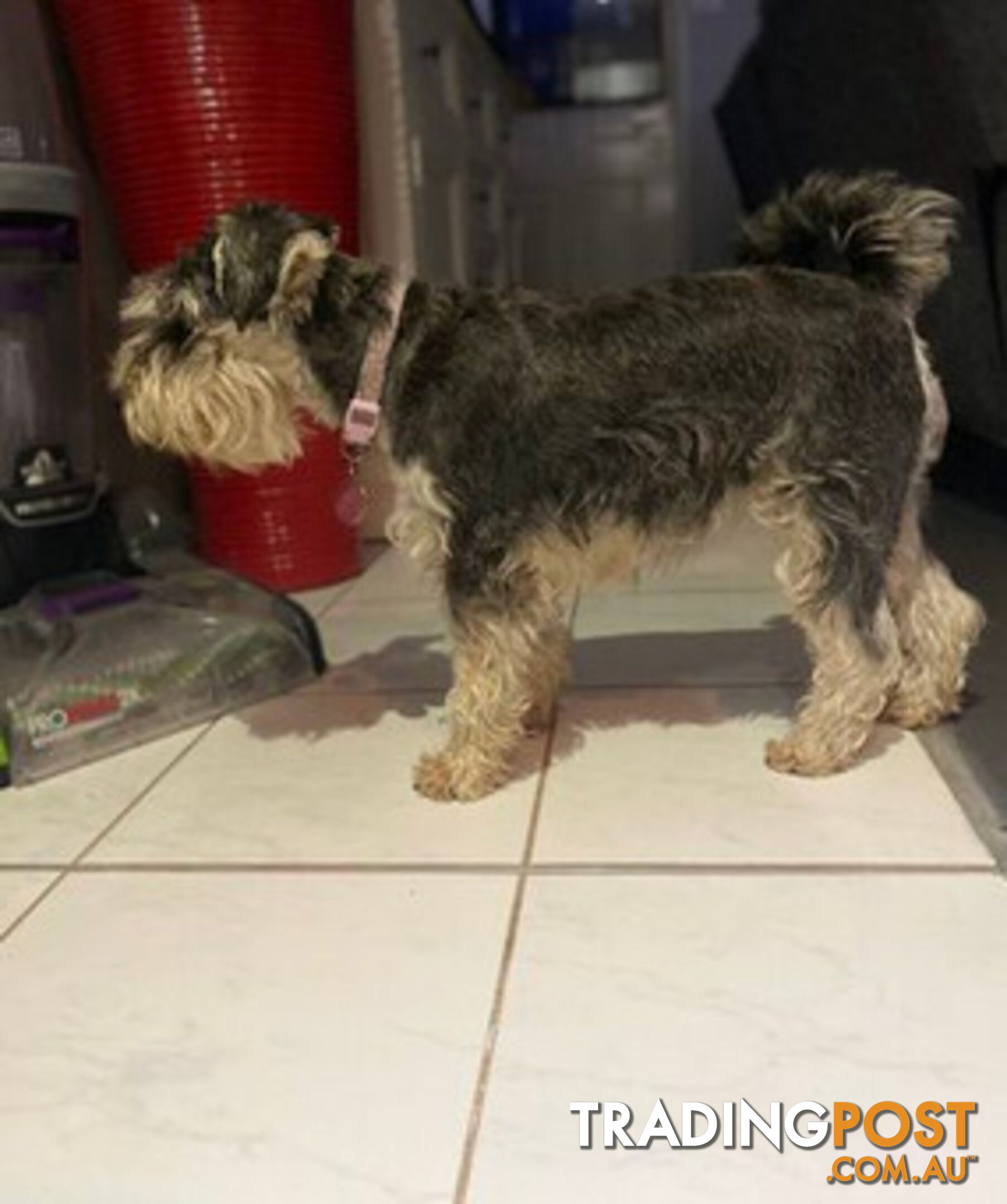 Schnoodles (only 7 weeks old)