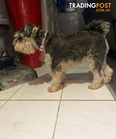 Schnoodles (only 7 weeks old)