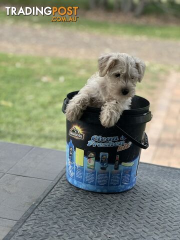 Mini Schnauzer x toy poodle