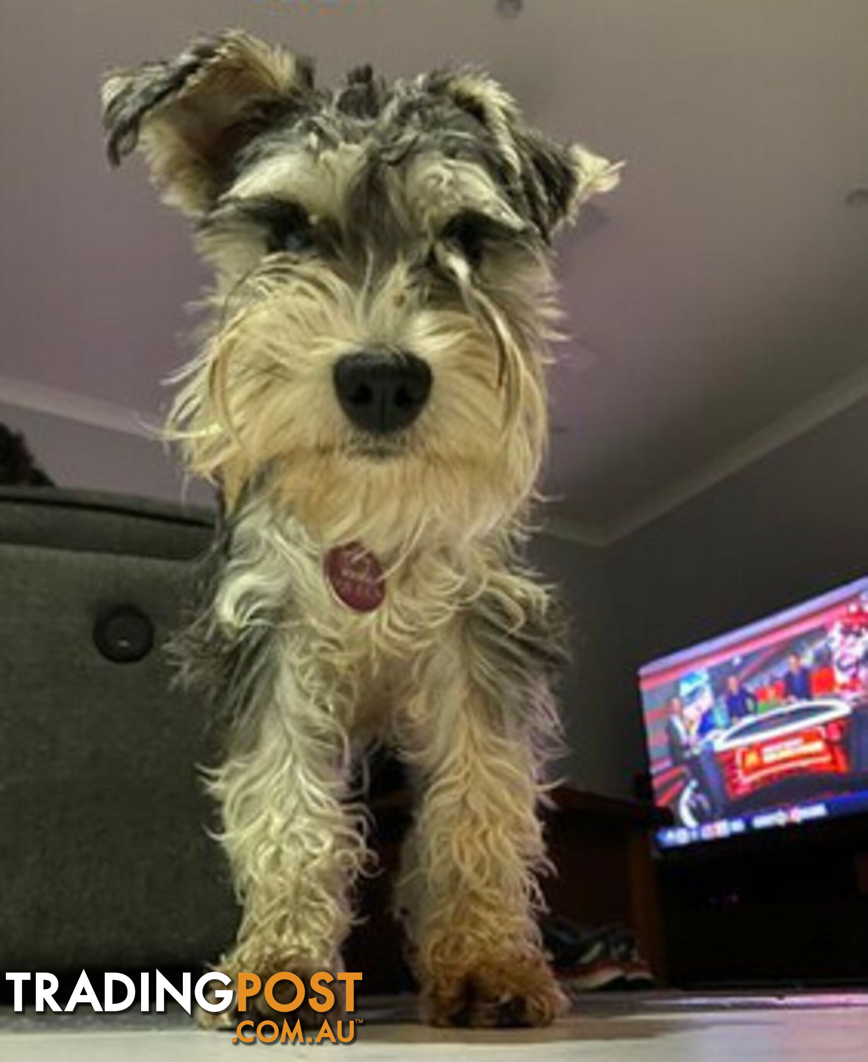 Schnoodles (only 7 weeks old)