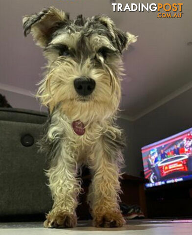 Schnoodles (only 7 weeks old)