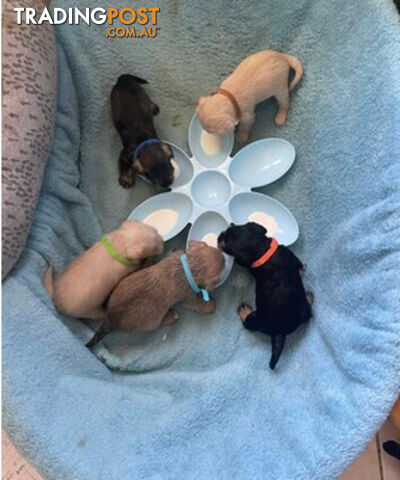 Schnoodles (only 7 weeks old)