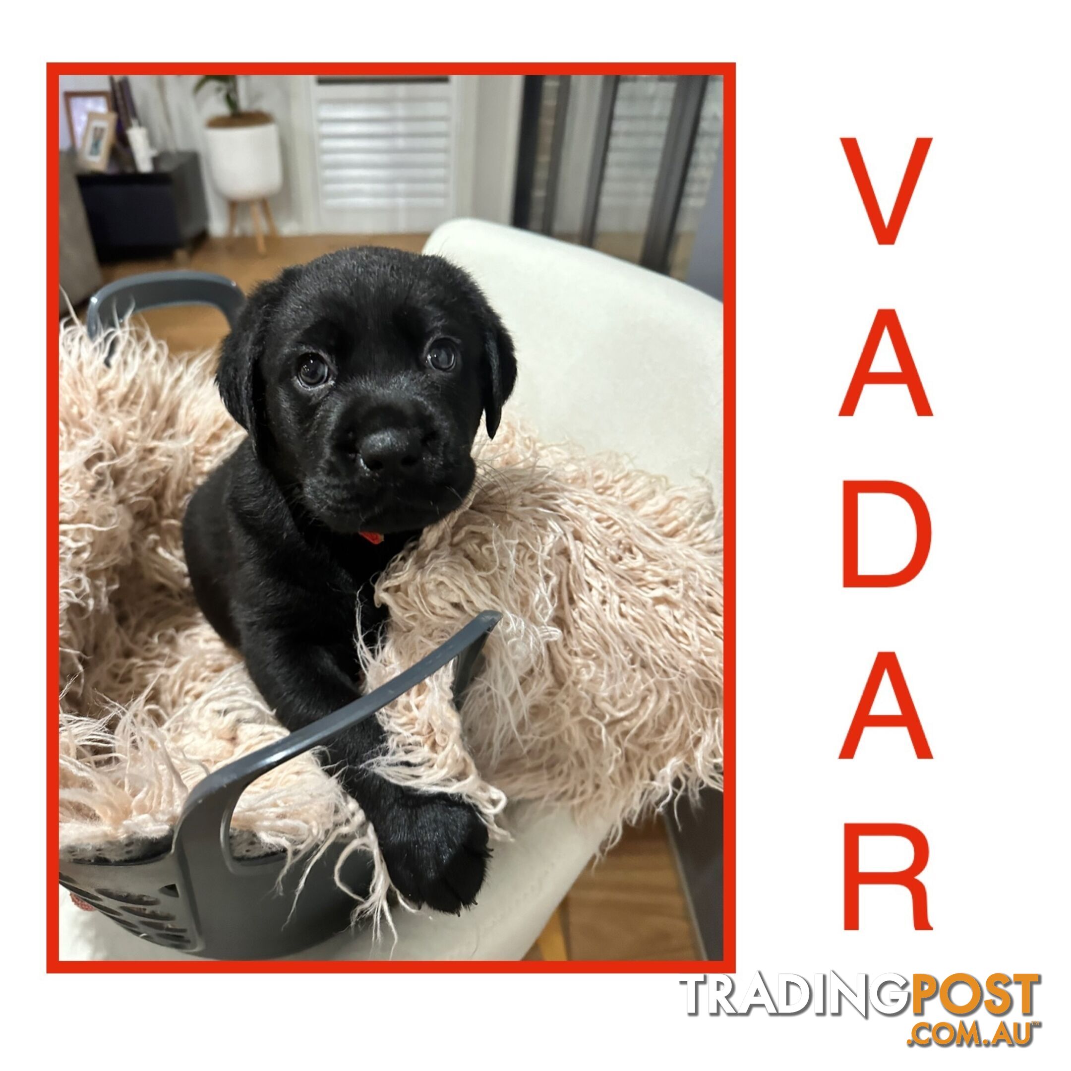 Labrador Puppies - available now