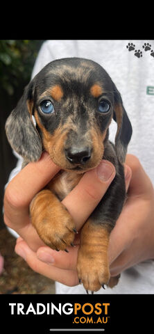 Dachshund Pure Puppies