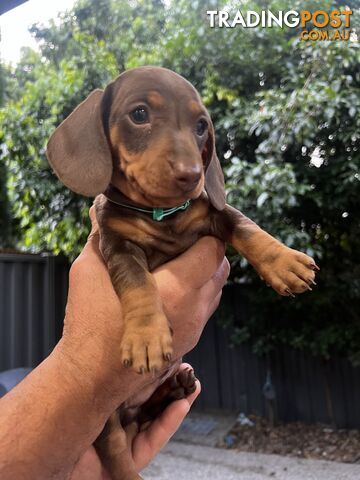 Dachshund Pure Puppies