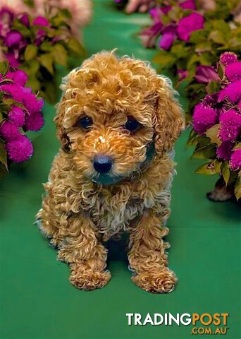 Toy poodles poppy boy and girl for sale