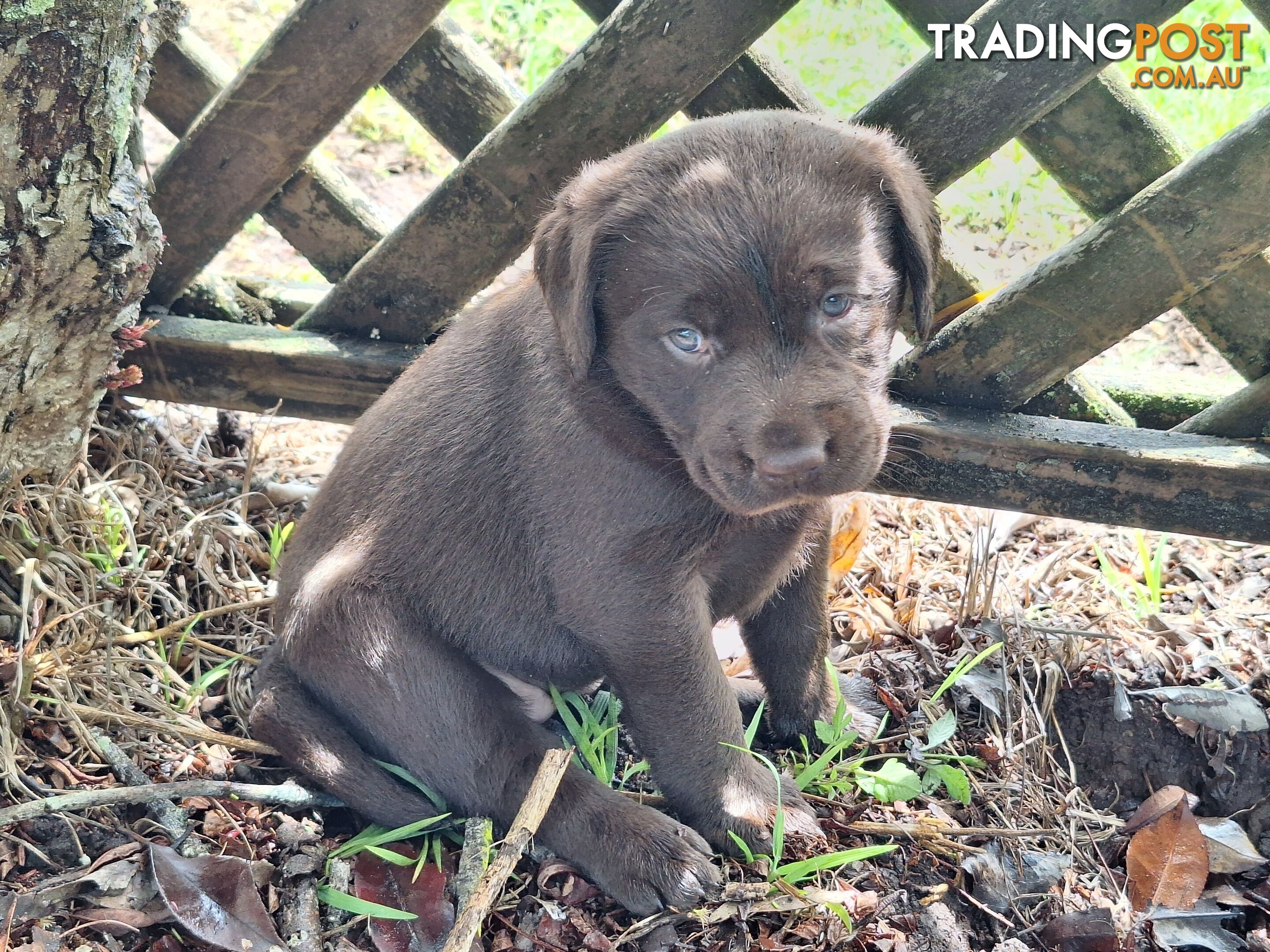 Stunning purebred Labrador puppies