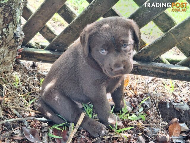 Stunning purebred Labrador puppies