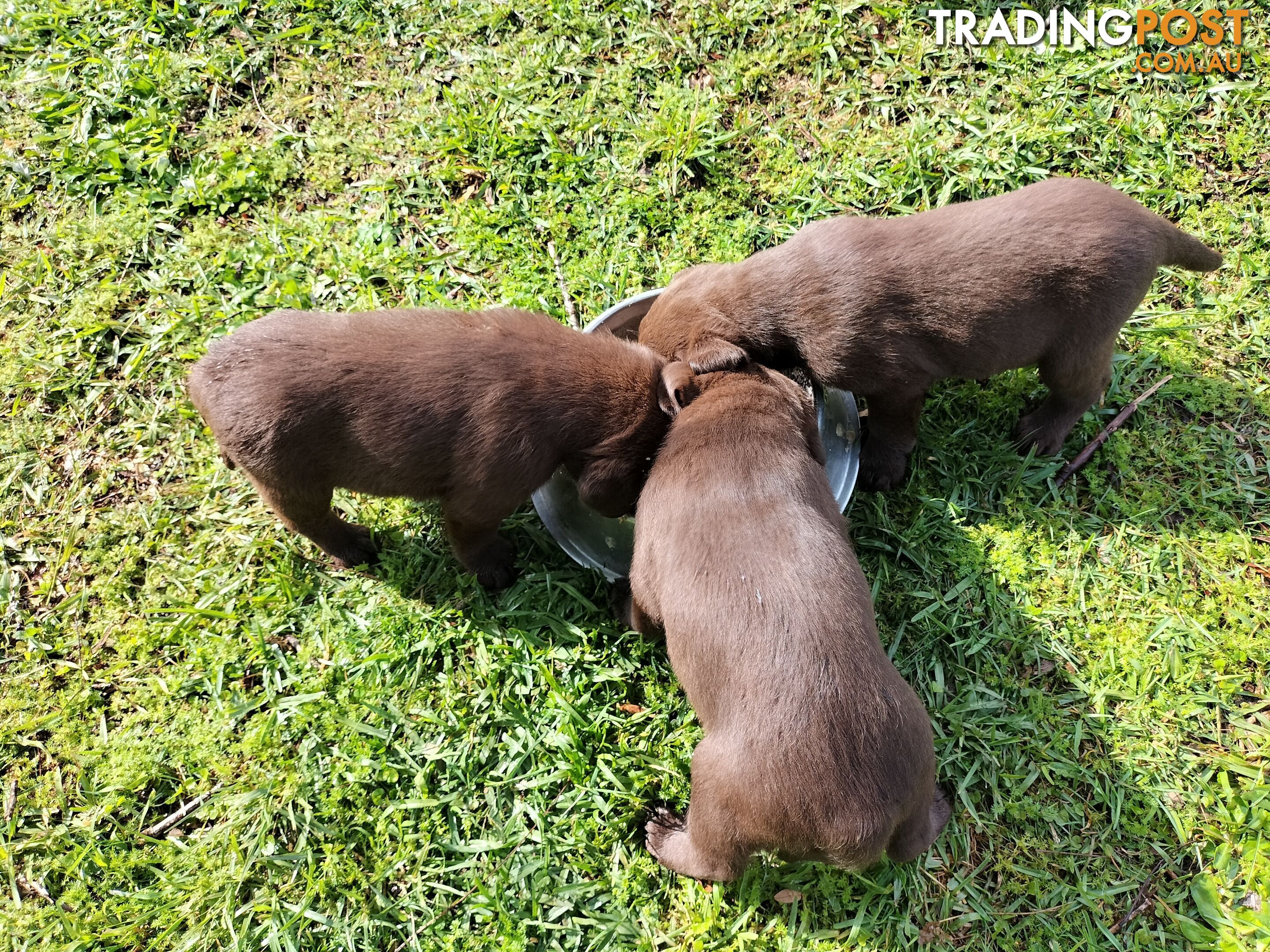 Stunning purebred Labrador puppies