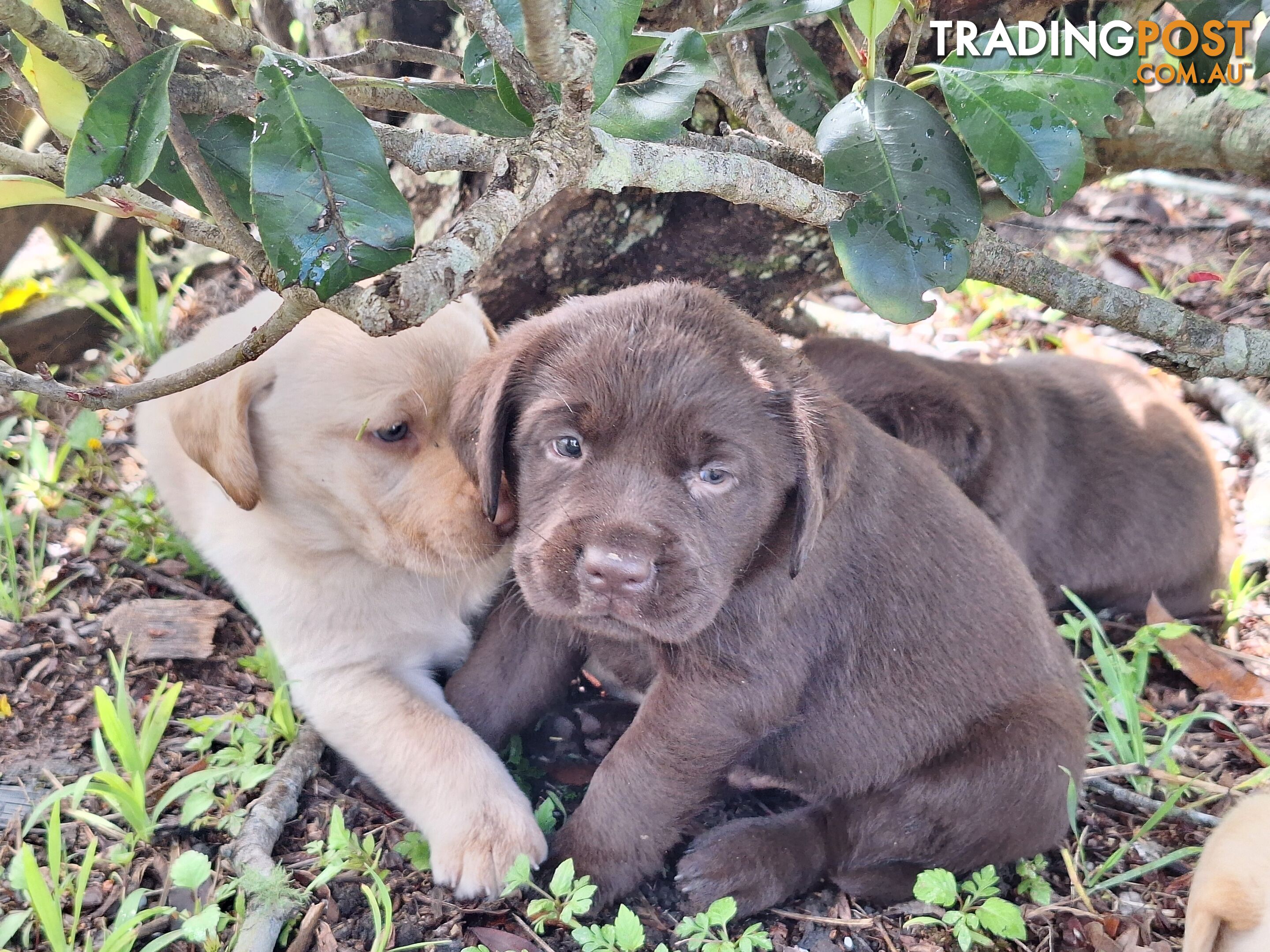 Stunning purebred Labrador puppies