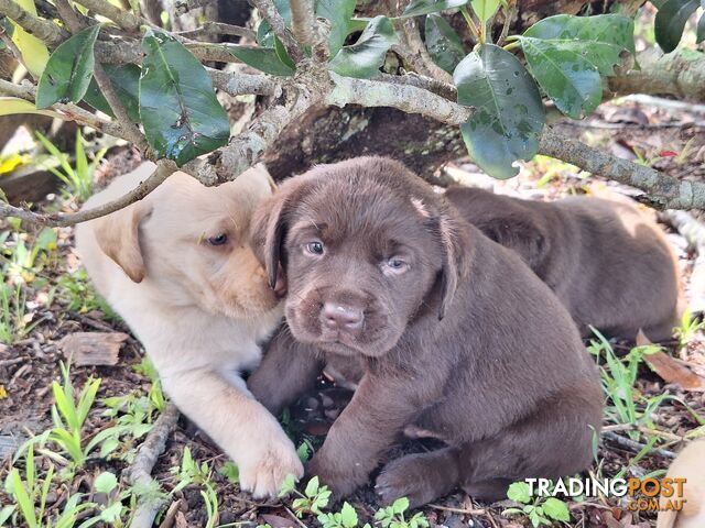 Stunning purebred Labrador puppies