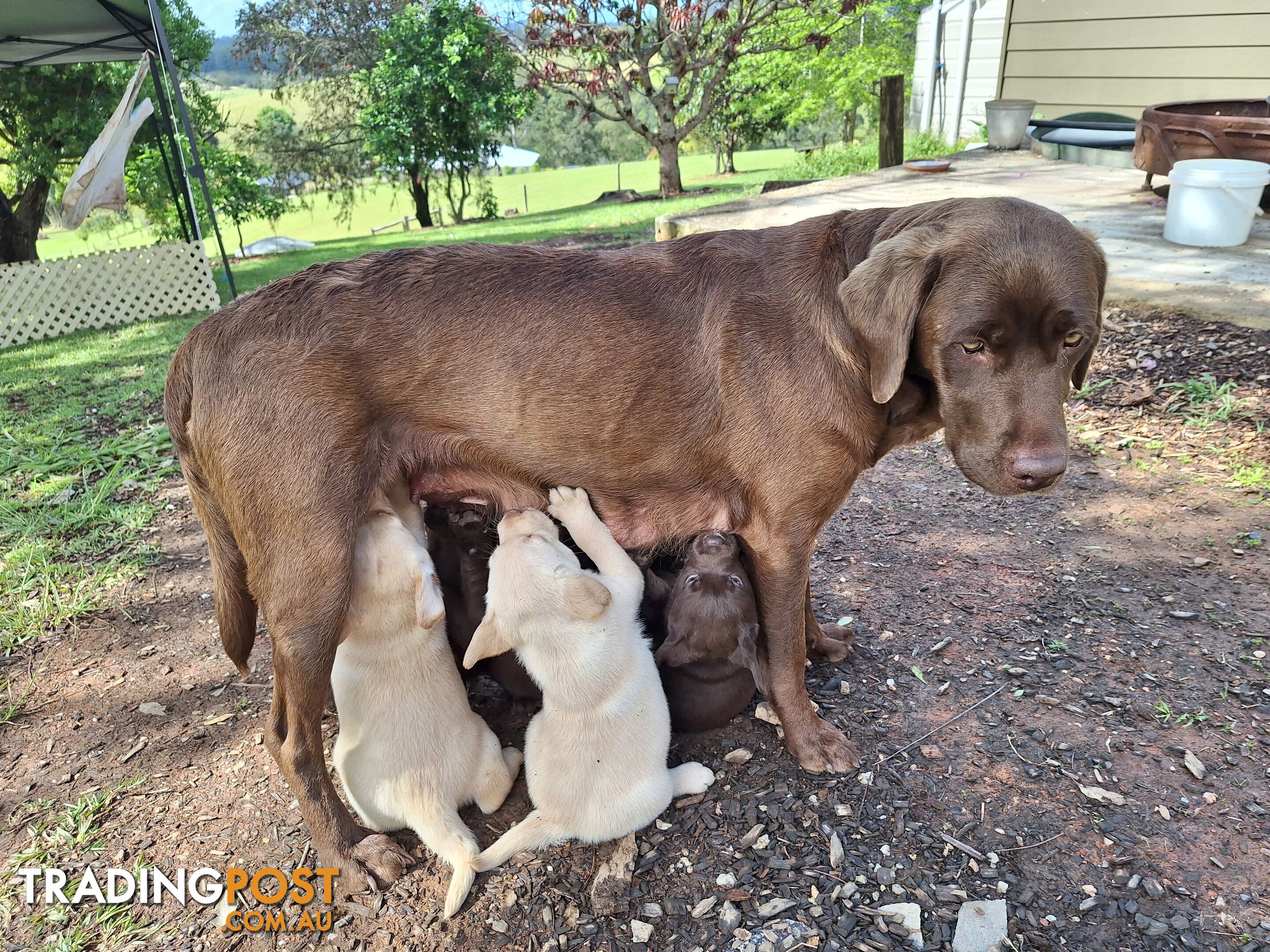 Stunning purebred Labrador puppies