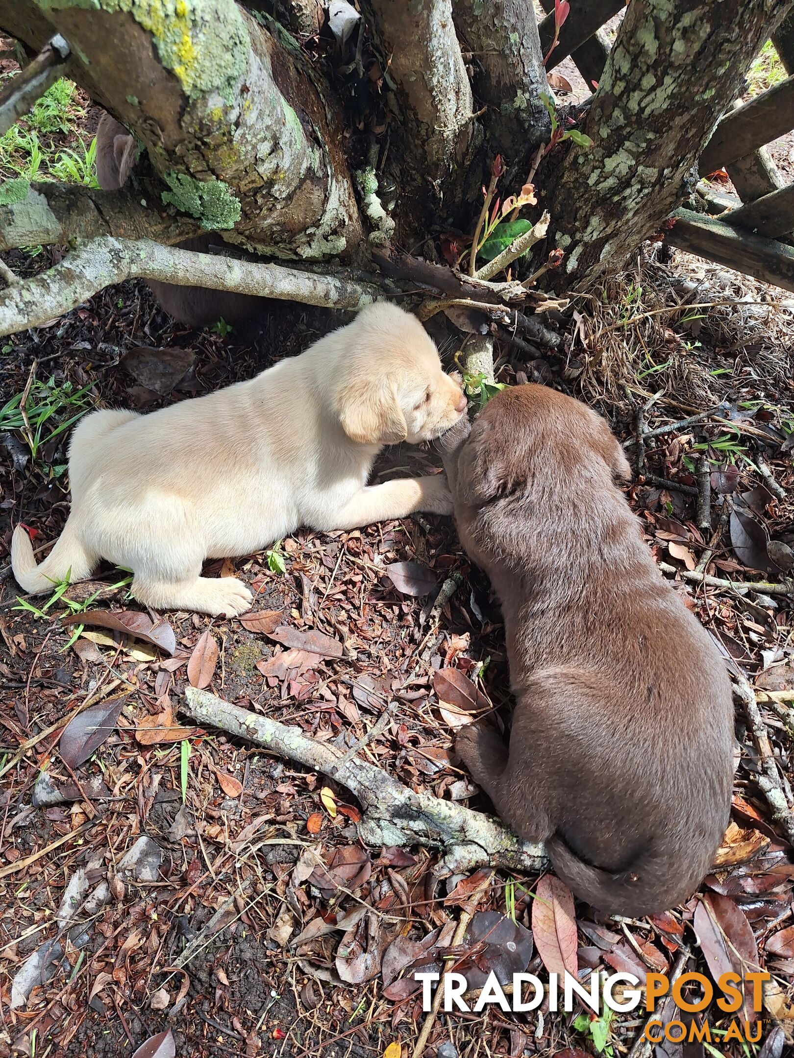 Stunning purebred Labrador puppies