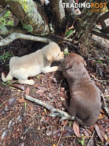 Stunning purebred Labrador puppies