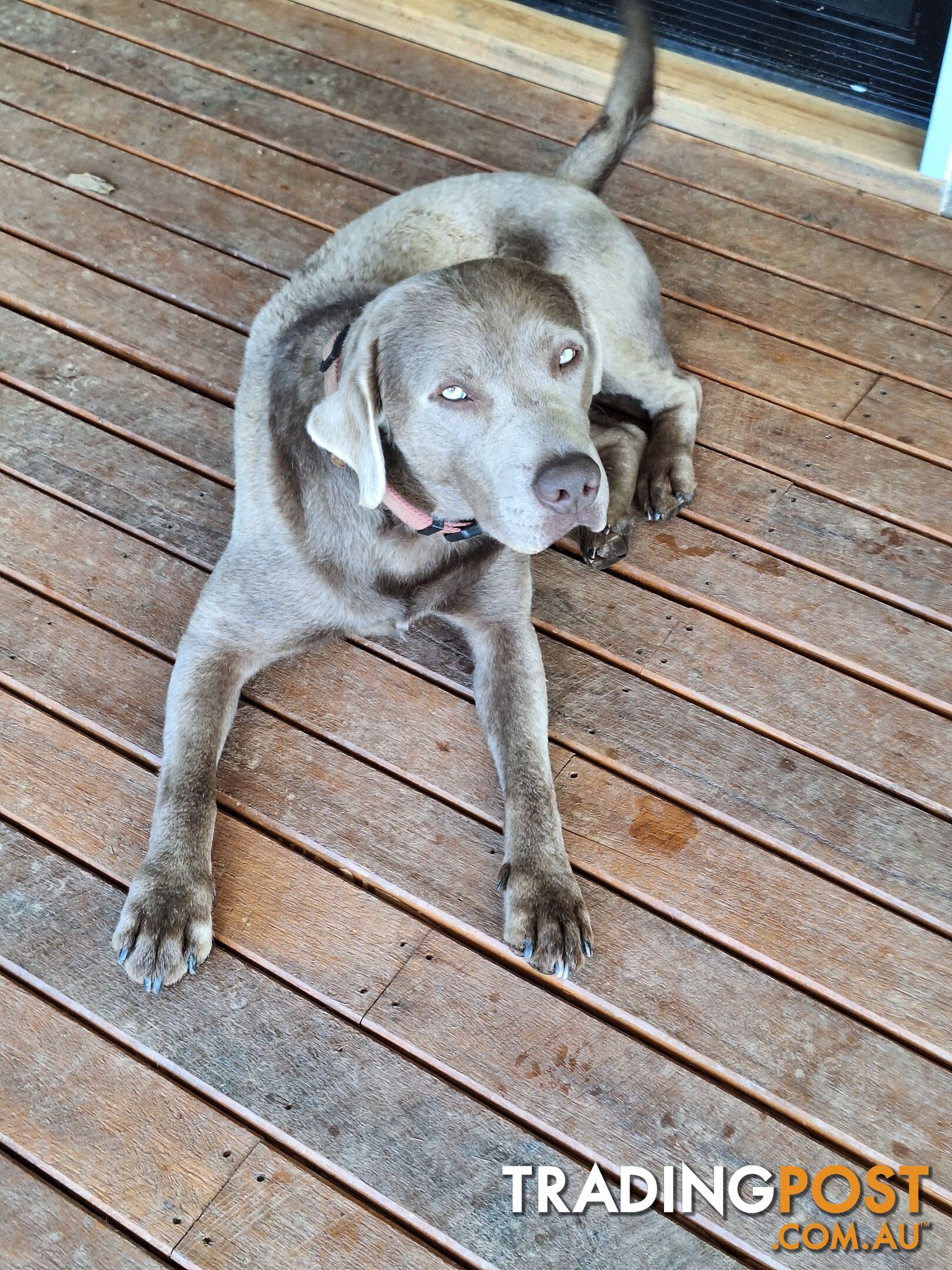 Stunning purebred Labrador puppies