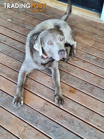 Stunning purebred Labrador puppies