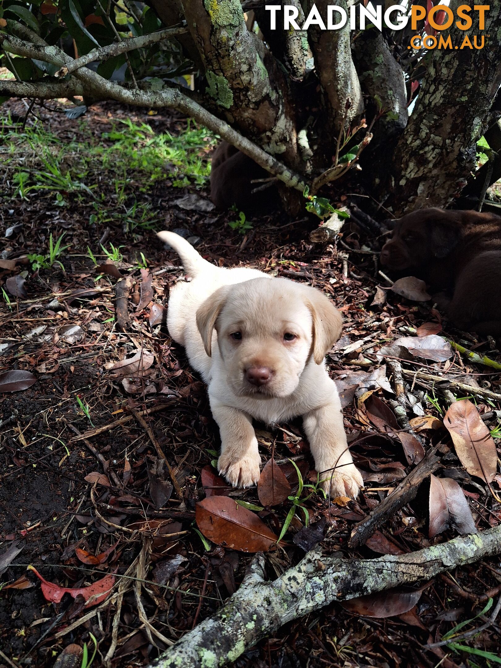 Stunning purebred Labrador puppies