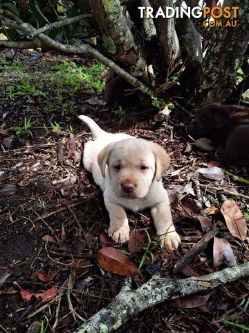 Stunning purebred Labrador puppies