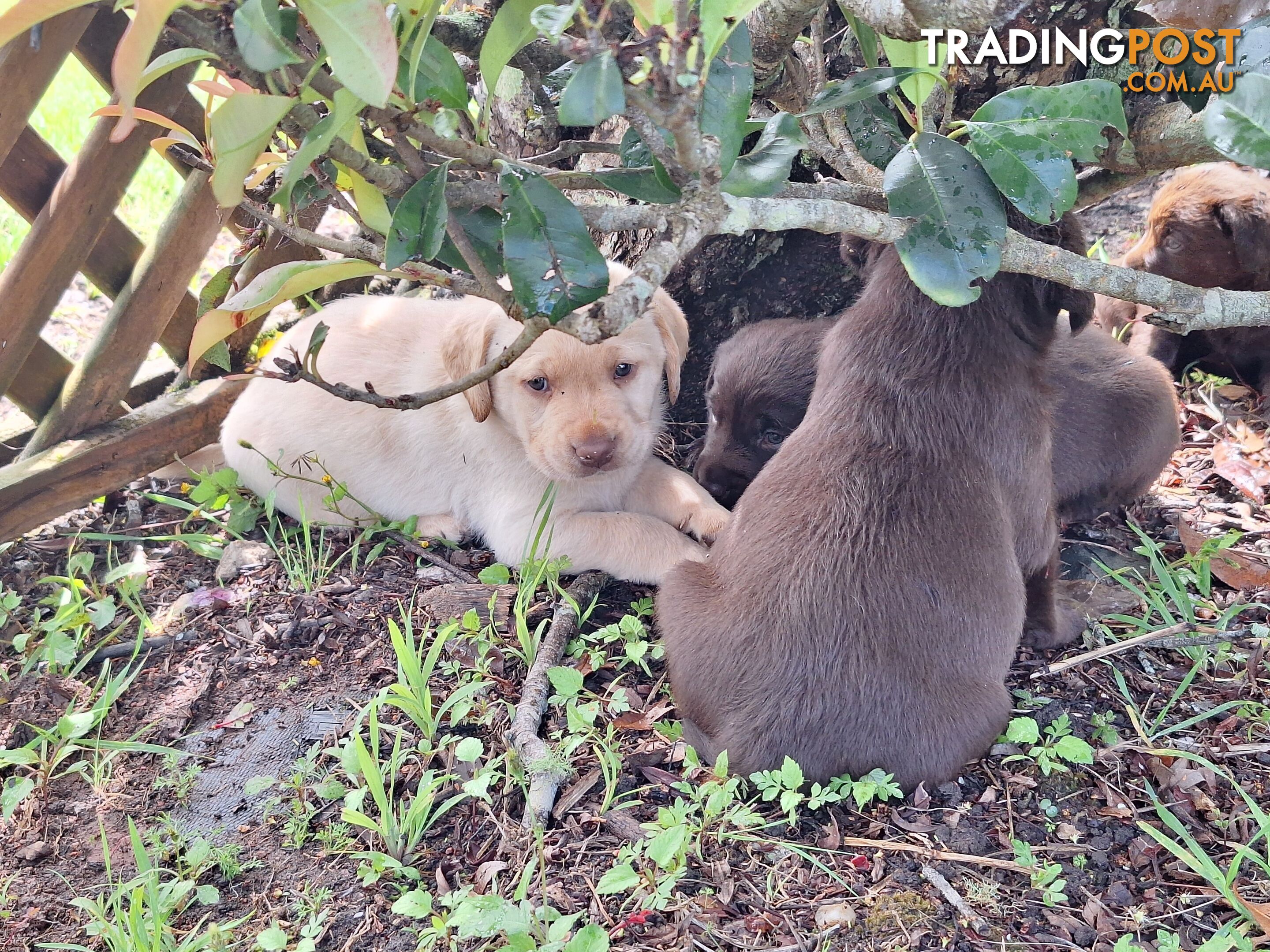 Stunning purebred Labrador puppies