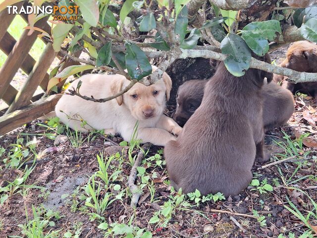 Stunning purebred Labrador puppies