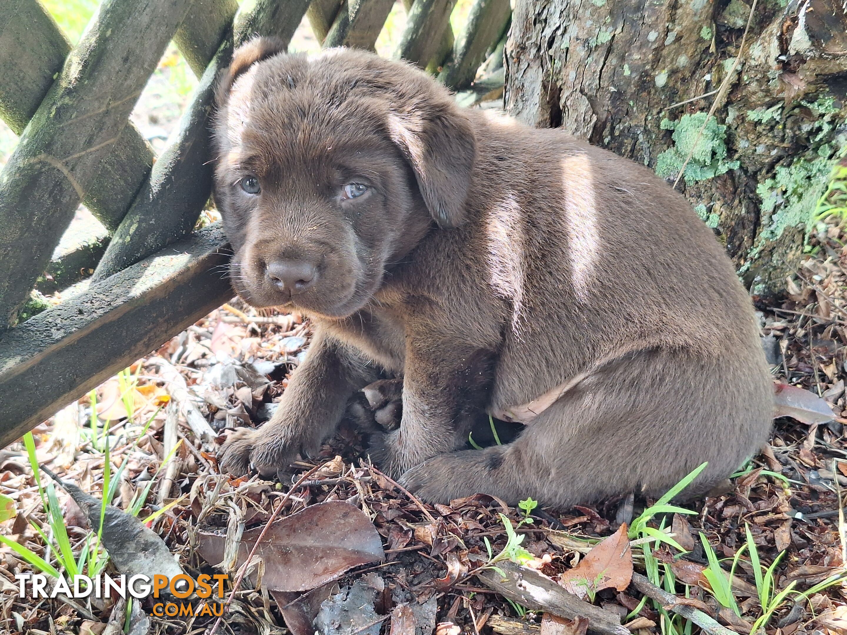 Stunning purebred Labrador puppies