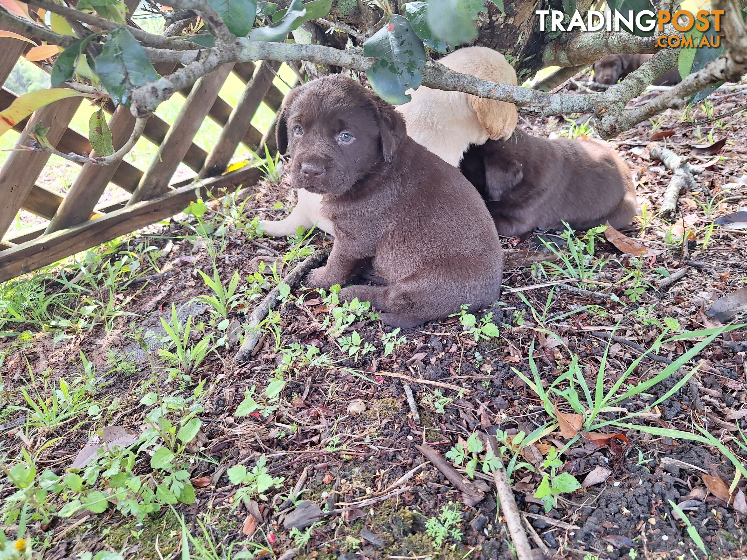 Stunning purebred Labrador puppies